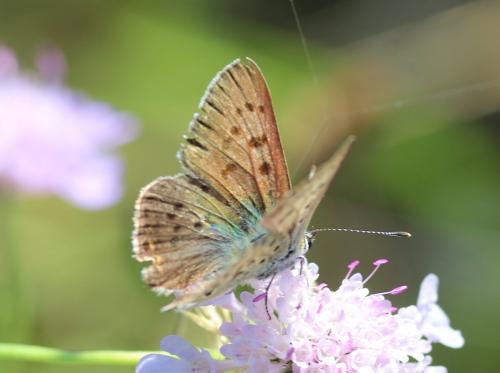 Lycaena tityrus